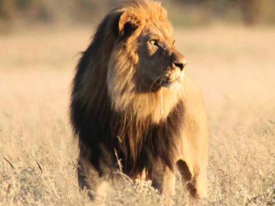 Löwe im Central Kalahari Game Reserve - Reisen in Botswana