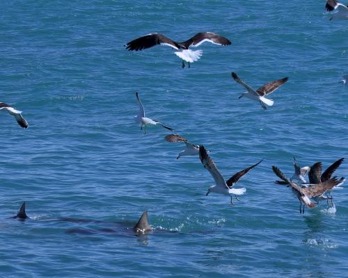 Bronze Hai und Möwen