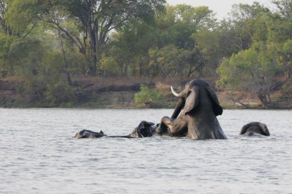Elefanten durchqueren den Sambesi Fluss bei Victoria Falls - Kalahari Calling 
