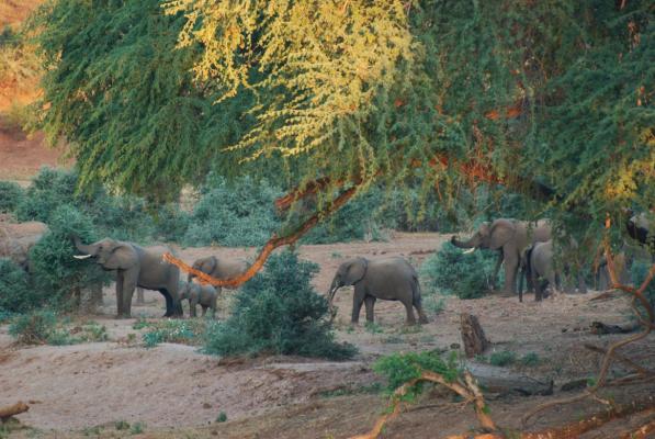 Elefanten in der Abendsonne am Luvuvhu Fluss im Krüger Wildschutzgebiet - Kalahari Calling