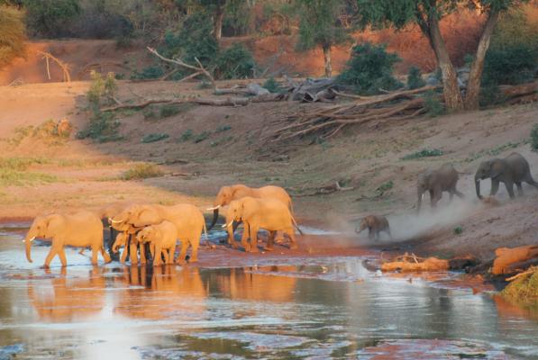Elefanten kommen zum Trinken an den Luvhuvu Fluss im Norden des Krüger Nationalparks- Kalahari Calling Pafuri 