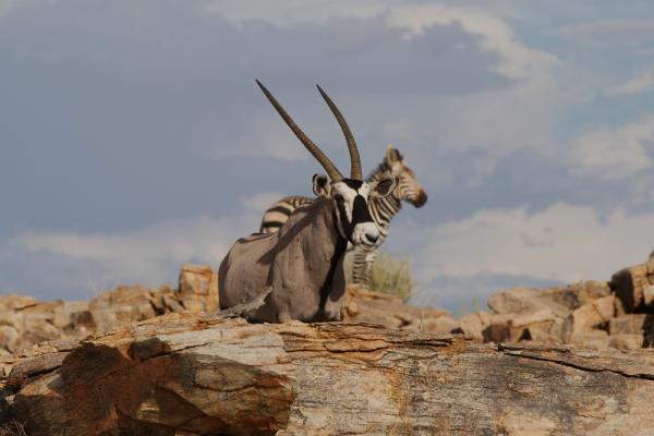Oryx und Bergzebra im Gondwana Nature Reserve
