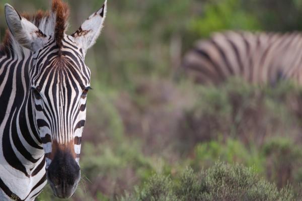 Zebras im Gondwana Game Reserve