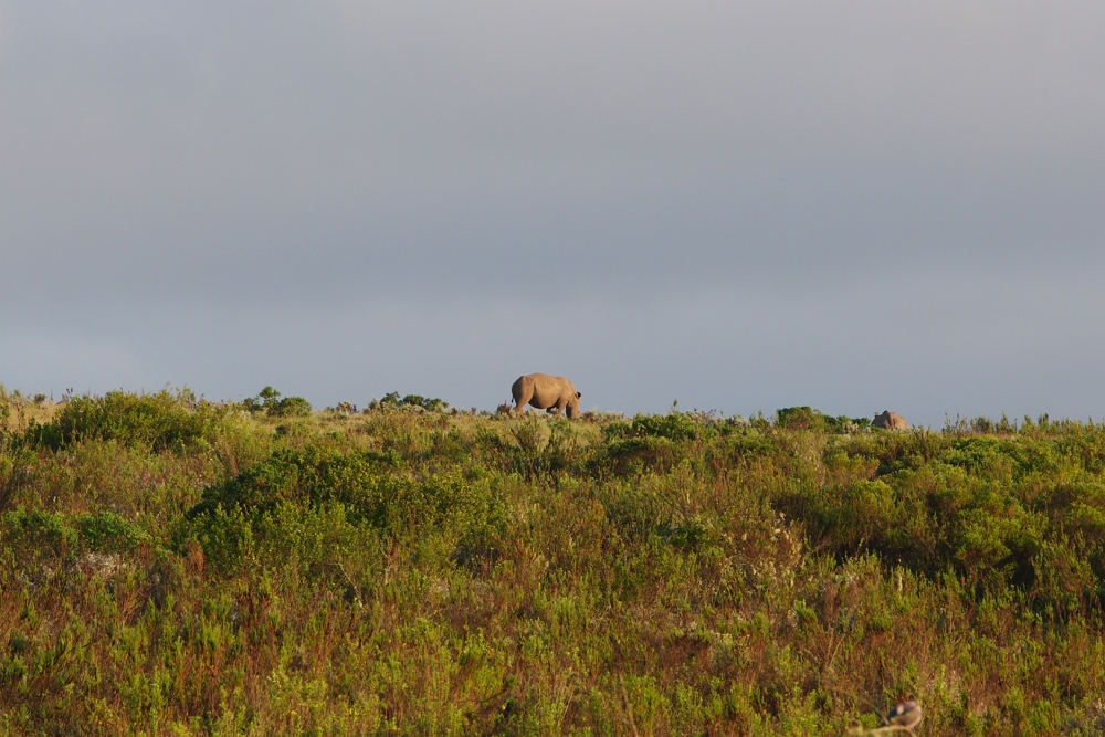 Im Gondwana Game Reserve - Fynbos und Wildtiere