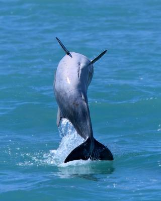 Indian Ocean Humpback Dolphin