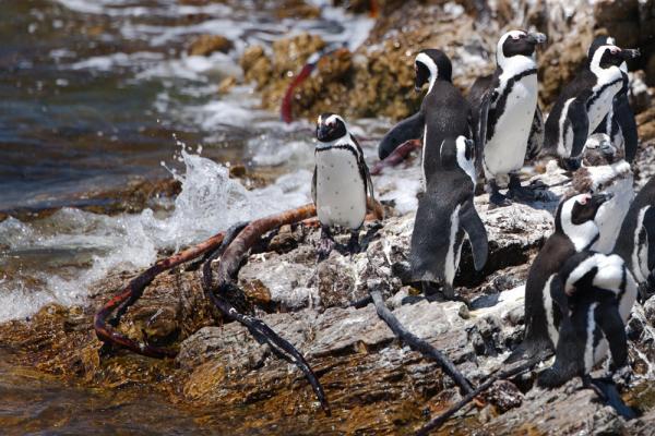 Pinguin Kolonie, Betty's Bay