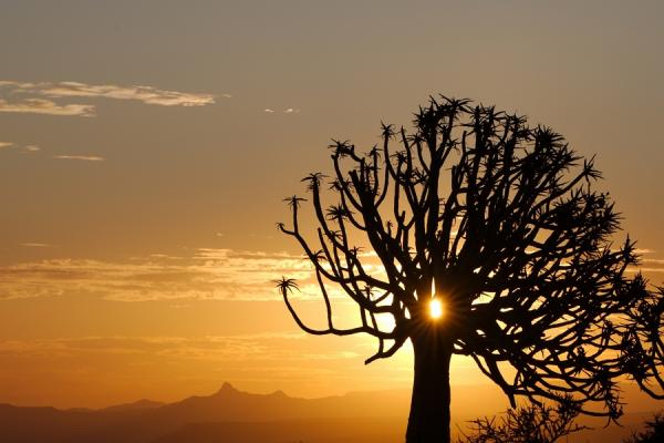 Köcherbaum Sonnenuntergang