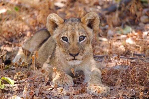 Junger Löwe im Hwange Nationalpark