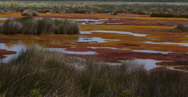 Sumpflandschaft im West Coast NP, Südafrika