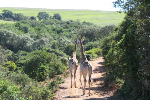 Wir haben die Giraffe gefunden - Giraffe Walk, Kalahari Calling