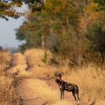 Wildhunde im Hwange NP