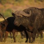 Büffel an der Chobe River Front 