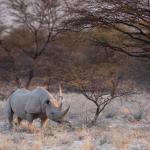 Spitzmaulnashorn in Namibia 