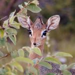 Dik Dik Antilope - Rundreise Namibia