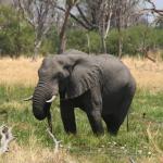 Elefant im Okavango Delta - Bild von Kalahari Calling