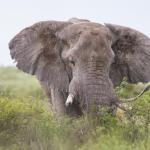 Elefant am Boteti River - Unterwegs als Selbstfahrer mit Kalahari Calling