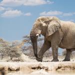 Elefant in der Etosha