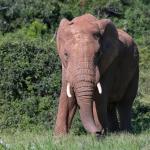 Elefant im Addo Nationalpark, Südafrika