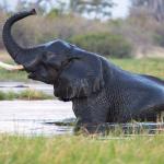 Elefant in Khwai, Botswana
