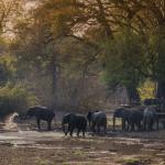 Elefanten Besuch im Kanga Camp in Mana Pools 