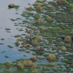 Elefanten im Okavango Delta aus der Luft erleben