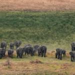 Elefanten im Okavango Delta 
