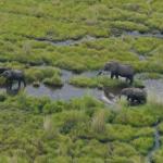 Elefanten im Okavango Delta