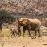 Elefanten  - Hobatere Lodge, Namibia 