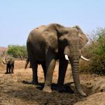 Elefanten in der Tuli Wilderness