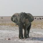 Ein Elefantenbulle im Etosha Nationalpark 
