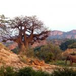 Tuli Landschaft - Selbstfahrer mit Kalahari Calling