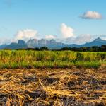 Felder auf Mauritius - Kalahari Calling UG