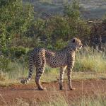 Gepard im Gondwana Game Reserve