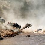 Die Gnu Wanderung - Great Migration Serengeti, Tansania 