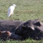 Hippos an der Chobe Waterfront