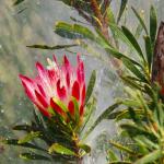 Im botanischen Garten Kirstenbosch - Kapstadt, Stellenbosch & Weingüter Reise von Kalahari Calling