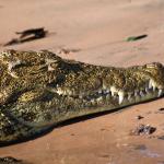 Krokodil am Chobe River 