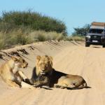 Löwen im Kgalagadi Transfrontier NP in Namibia 