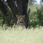 Löwin im Khutse Game Reserve 
