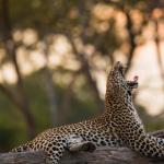 Ein Leopard im Okavango Delta