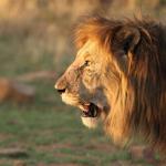 Löwen - © Inzalo Safari Lodge 