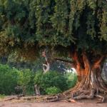 Der namensgebende Mashatu Tree oder auch Nyalaberry Tree