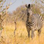 Zebra im Moremi Reserve - Camping Rundreise Botswana