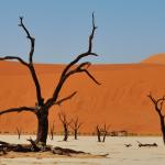 Namibia - das Dead Vlei