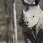 Breitmaulnashorn im Ongava Private Game Reserve