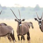Oryxantilopen in der Kalahari - auf mobiler Safari in Botswana