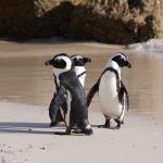 Pinguine in Simons Town