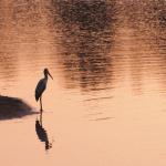 Safari im Krüger Nationalpark - Abendstimmung