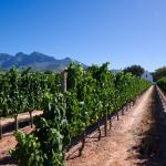 Weinanbau auf dem Weingut Babylonstoren in Südafrika