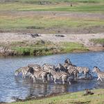 Zebras durchqueren einen Flulauf an der Chobe Riverfront